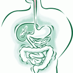 digestion-mouth